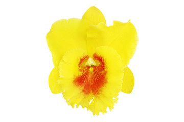 Fototapeta na wymiar Yellow Cattleya Orchid Flower Isolated on White Background with Clipping Path