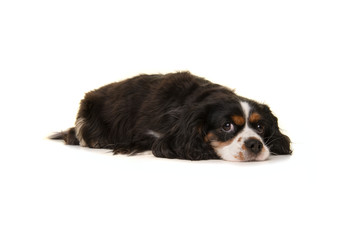 Cute King Charles spaniel lying down on the floor looking at the camera isolated on a white background