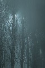 Tree branches at foggy night lit by streetlamp