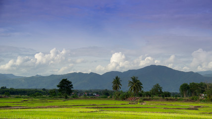 Naklejka premium The green rice field with the trees and mountain view as background with the blue sky and white storm cloud in the rainy season at the country side in Thailand.
