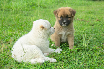 Two Thai Dog puppies brown and white dogs are sitting on the lawn.