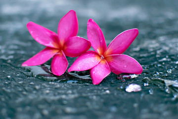 Pink plumeria flowers Fell on the cement floor