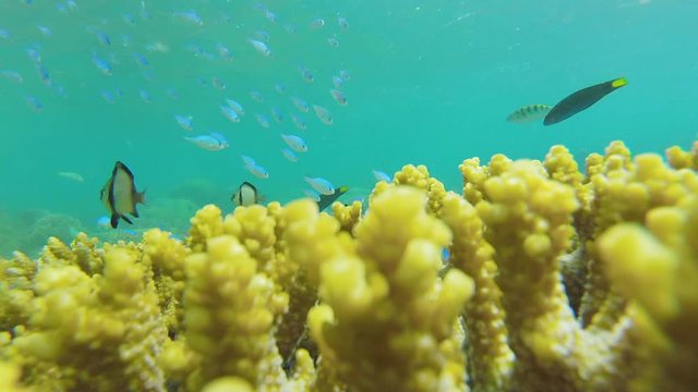 coral refugio