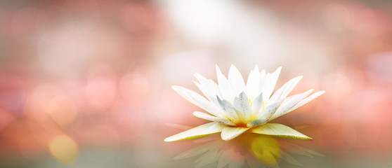 Soft white lotus on pond with soft pink sunlight blur bokeh reflection on panorama background, Lily...