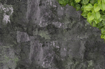 Old painted concrete wall creeper vines, ivy. Vintage panoramic banner background.