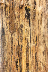 old wood texture of bark of a tree