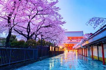 Cherry blossom season at Asakusa temple Tokyo Japan