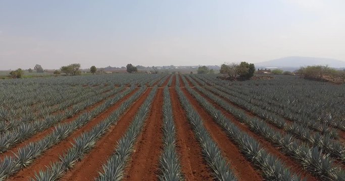 tequila agave fields