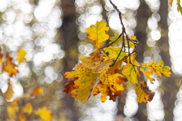 branch of a tree in autumn