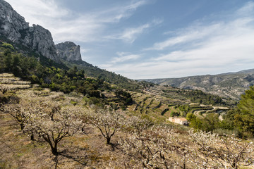 Campo de cerezos en flor en el Valle de Gallinera, Alicante