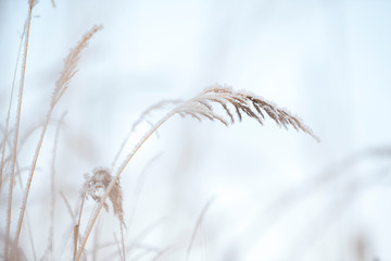 Frost covered bushgrasses, Calamagrostis epigejos, in winter landscape, selective focus and shallow depth of field