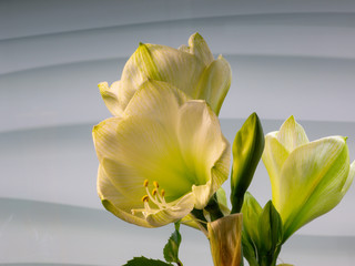 White Amaryllis flower in full bloom in front of a light gray background