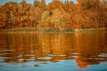 Autumn forest lake reflection landscape
