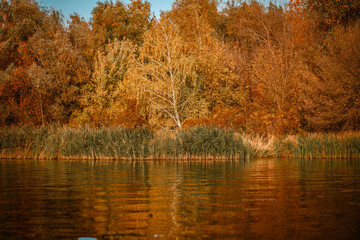 Autumn forest lake reflection landscape