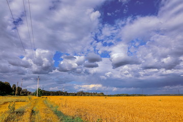 Fototapeta na wymiar field of golden wheat against the blue sky
