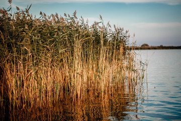 Lake with reeds at sunset - obrazy, fototapety, plakaty