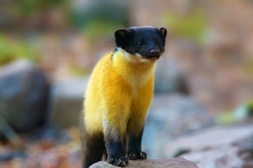 The yellow-throated marten (Martes flavigula) standing ma a tree trunk in natural habitat. Big...
