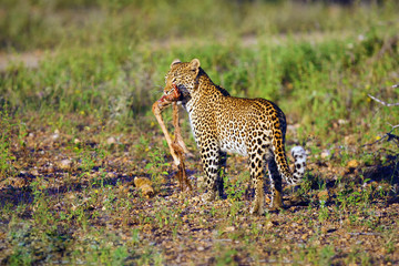 Young female leopard (Pantera pardus) with a bone in its mouth. Leopard with foot antelope impala in its mouth.
