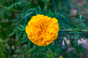 marigold flower close view looking awesome in Indian rural village garden.