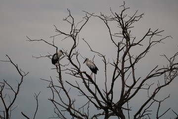 silhouette of birds on tree