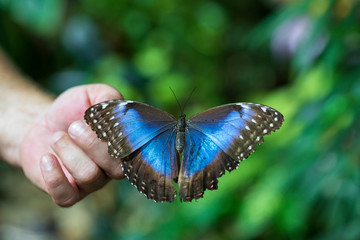 Beautiful blue butterfly on man`s finger