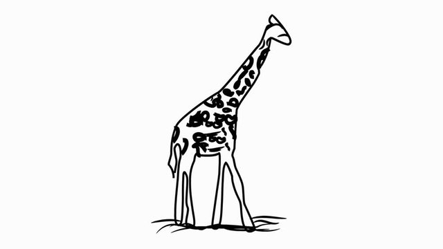 Giraffe Line Drawing Animation Transparent Background Vector Motion Graphics Loop