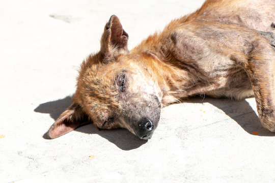 Mangy stray dogs on the street, homeless dog  