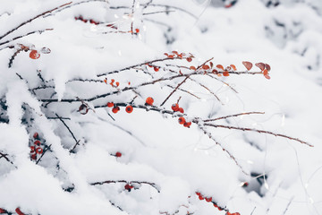 snowy landscape