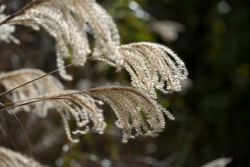 Chinese silver grass, Miscanthus sinensis, Close up