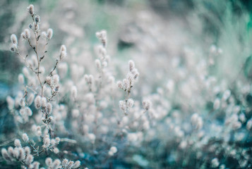 flowers on blue background