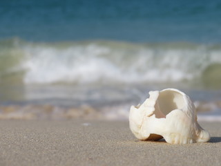 seashell on the summer beach in sea water