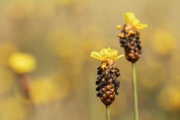 Selective focus Tall Yellow-eyed Grass in field.Blurred beautiful yellow grass flower.The Xyridaceae in field.