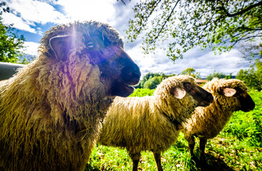 cute sheep © fottoo