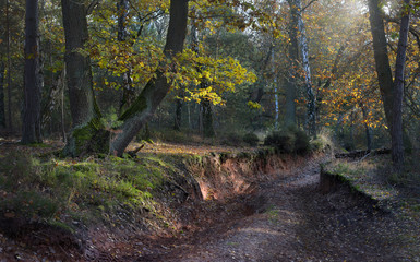 Waldweg im Herbst