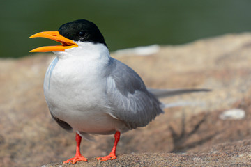 River Tern at Ranganathittu Bird Sanctuary