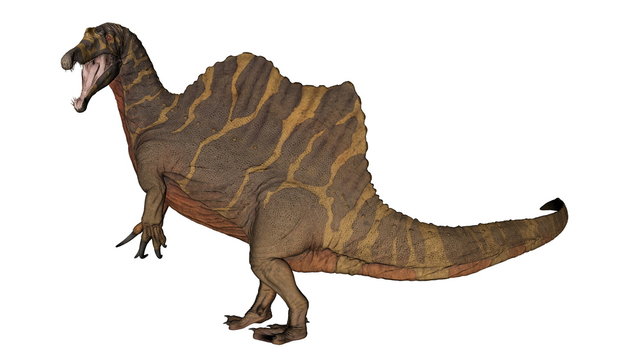 Spinosaurus dinosaur raoring while walking - 3D render