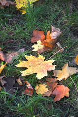 Autumn maple leaf is on the green grass.