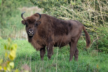 Dark brown wisent full body