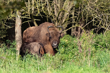 Wisent with suckling baby, seen from front and back