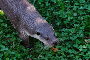 Otter head, looking at you, from above in the grass