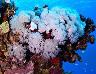 morze czerwone koral biały nurkowanie  - obrazy, fototapety, plakaty