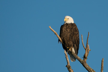 Bald Eagle Perched on Branch