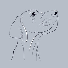 Dog portrait , lines, vector