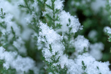 Lawson Cypress tree with snow background. Lawson Cypress Tree in winter. Chamaecyparis lawsoniana desktop wallpaper. Evergreen conifer with snowflakes, close-up shot.