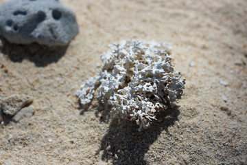 Coral on white beach in Papua New Guinea