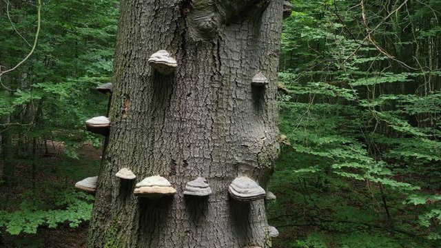 Fomes fomentarius