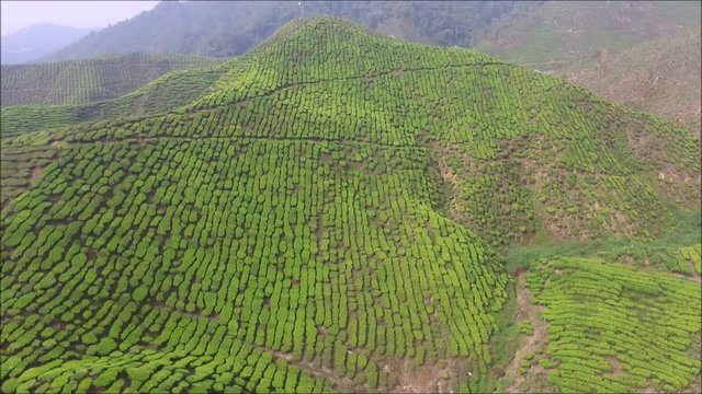 Aerial view of green landscape at tea plantation in high land area known as Cameron Highland in Malaysia.