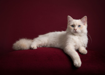 Pretty longhaired white Ragdoll cat with blue eyes lying on a burgundy red cushion on a burgundy red background in a classic look looking at the camera