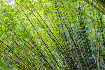 Planta&ccedil;&atilde;o de bambu, amplamente utilizada na constru&ccedil;&atilde;o e culin&aacute;ria, por muitos da cultura chinesa