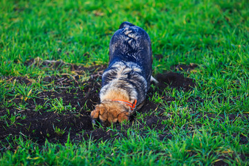 brown dog digs a hole in the bright green grass scattering the earth and spoiling the lawn